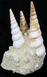 Beautiful Fossil Turritella Cluster - France #29621-1